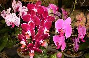 Phalaenopsis rosa Blomst