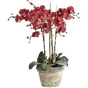 Phalaenopsis წითელი ყვავილების