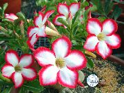 sarkans Telpaugi Desert Rose Zieds (Adenium) foto