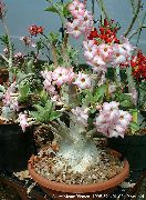 pembe Kapalı bitkiler Çöl Gülü çiçek (Adenium) fotoğraf