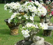 bílá Pokojové rostliny Pouštní Růže Květina (Adenium) fotografie