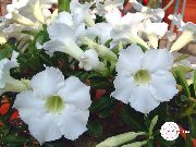 白 室内植物 沙漠玫瑰 花 (Adenium) 照片