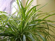 grön  Spindel Växt (Chlorophytum) foto