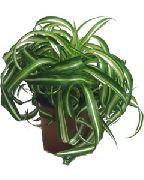 gesprenkelt  Spinne Pflanze (Chlorophytum) foto