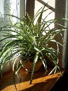 broget  Spider Plante (Chlorophytum) foto