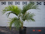 zelená Pokojové rostliny Kudrnaté Palmu, Kentia Dlaň, Ráj Palm (Howea) fotografie