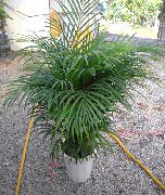 Hrysalidocarpus verde Planta