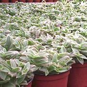 ვერცხლისფერი შიდა მცენარეები Cyanotis  ფოტო