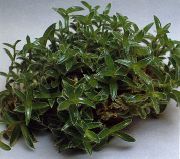 grøn Indendørs planter Cyanotis  foto