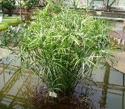 světle-zelená  Deštník Rostlina (Cyperus) fotografie