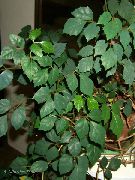 მუქი მწვანე შიდა მცენარეები ყურძნის სურო, მუხის ფოთოლი Ivy (Cissus) ფოტო