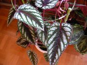 variegado Plantas de interior Grape Ivy, Oak Leaf Ivy (Cissus) foto