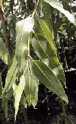 Eukaliptus zelena Biljka