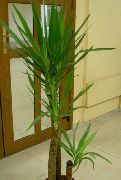 緑色 屋内植物 ユッカ、アダムス針 (Yucca) フォト