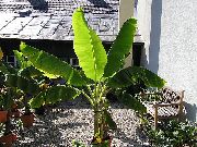 grön Krukväxter Blommande Banan (Musa coccinea) foto