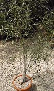 Brachychiton verde Planta