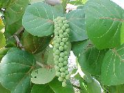 grøn Indendørs planter Sea ​​drue (Coccoloba) foto