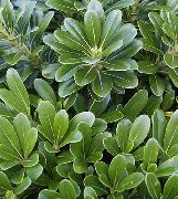groen Kamerplanten Japanse Laurier, Pittosporum Tobira  foto
