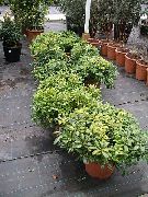 зелений Домашні рослини Піттоспорум (Смолосемяннік) (Pittosporum) фото