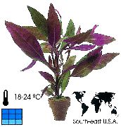 紫 室内植物 空心莲子草 (Alternanthera) 照片
