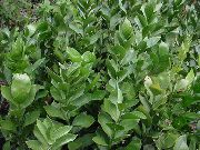 მწვანე შიდა მცენარეები ჯალათიც ცოცხი (Ruscus) ფოტო