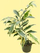 Cleyera на петна Растение