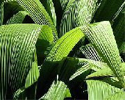 grøn Indendørs planter Curculigo, Palme Græs  foto
