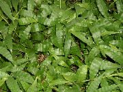 groen Kamerplanten Bonte Basketgrass (Oplismenus) foto