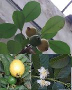 grön Krukväxter Guava, Tropisk Guava (Psidium guajava) foto