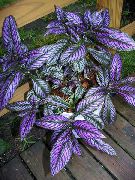 пурпурен Стайни растения Персийски Щит (Strobilanthes dyerianus) снимка
