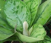 yeşil Kapalı bitkiler Homalomena  fotoğraf