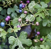 rengârenk Kapalı bitkiler Biber Asma, Porselen Berry (Ampelopsis brevipedunculata) fotoğraf