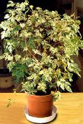 杂色 室内植物 辣椒藤，瓷器浆果 (Ampelopsis brevipedunculata) 照片