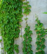yeşil Kapalı bitkiler Biber Asma, Porselen Berry (Ampelopsis brevipedunculata) fotoğraf