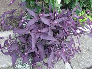 violetti Huonekasvit Purple Heart Vaeltava Juutalainen (Setcreasea) kuva