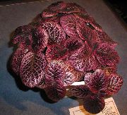 claret Krukväxter Flamma Violett,  (Episcia) foto