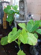 薄緑 屋内植物 タロイモ、ヤウティア (Xanthosoma) フォト