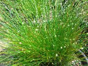 მწვანე შიდა მცენარეები ოპტიკურ-ბოჭკოვანი ბალახის (Isolepis cernua, Scirpus cernuus) ფოტო
