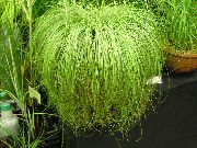 светла-зялёны Хатнія расліны Асака (Carex) фота