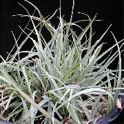 Carex, Sedge argênteo Planta