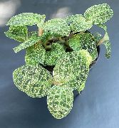杂色 室内植物 Macodes  照片