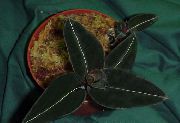 tummanvihreä Huonekasvit Koru Orkidea (Ludisia) kuva