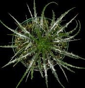 тъмнозелено Стайни растения Фея Ангел (Hechtia) снимка