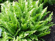 verde Plantas de interior Phyllitis (Phyllitis scolopendrium) foto