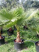 зелен Стайни растения Washingtonia  снимка