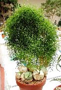 zelená Pokojové rostliny Lezení Cibule (Bowiea) fotografie