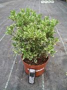 杂色 室内植物 茶橄榄 (Osmanthus) 照片