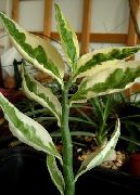 ჭრელი შიდა მცენარეები Jacobs ასვლა, ეშმაკები ხერხემალი (Pedilanthus) ფოტო