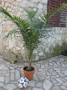 Palmier Maiestate verde Plantă
