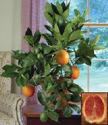 zaļš Telpaugi Saldo Apelsīnu (Citrus sinensis) foto